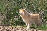 CHIEN FINNOIS DE LAPONIE 395